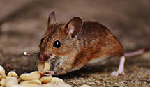 24 Hour & Emergency Exterminators in Port Orchard, WA